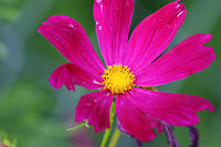 Cosmos