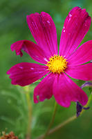 Cosmos