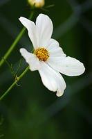 Cosmos