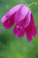 Cosmos
