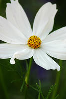 Cosmos
