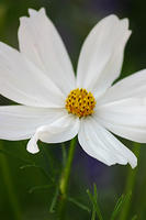 Cosmos