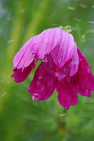 Cosmos
