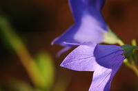 Balloon Flower or the other things.