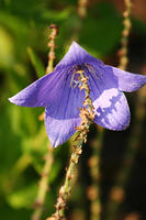 Balloon Flower or the other things.