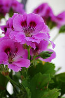 Geranium.