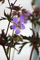 Geranium.