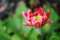 Gerbera (sp) Daisy