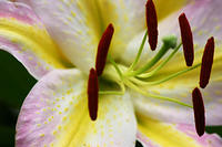 Lilies