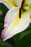 Lilies
