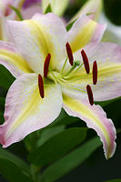 Lilies