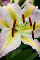 Lilies