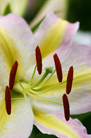 Lilies