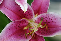 Stargazer Lilies