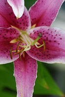 Stargazer Lilies