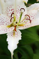 Lilies