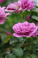 Angel face roses