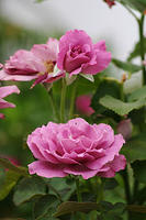 Angel Face Roses