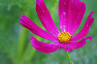Cosmo