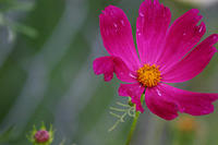 Cosmo
