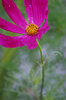 Cosmo