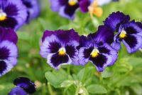 Pansies and Violas