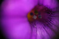 More failure with reverse lens macro.  Petunia.