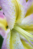 Lilies