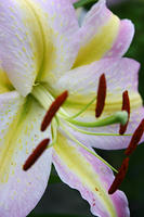 Lilies