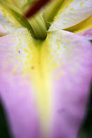 Lilies