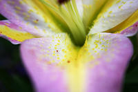 Lilies