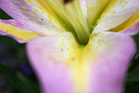 Lilies