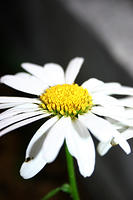 Daisies