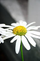 Daisies