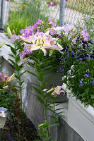 IMG_0241a