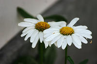 IMG_0242a