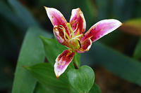 IMG_0243a
