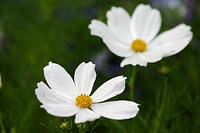IMG_0244a