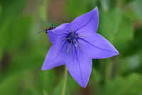 IMG_0251a