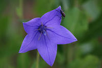 IMG_0252a