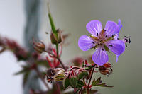 IMG_0254a
