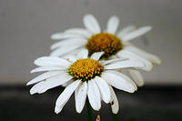 IMG_0255a