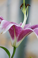 IMG_0257a