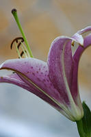 IMG_0258a