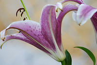 IMG_0260a