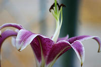 IMG_0261a