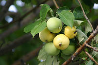 IMG_0272a