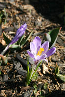 Crocus