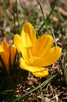 Crocus