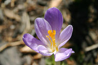 Crocus